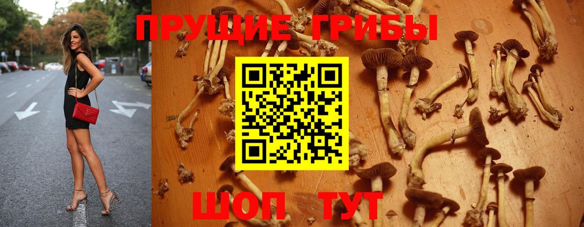 Галлюциногенные грибы Cubensis  Вход с VPN  Истра  Галлюциногенные грибы GOLDEN TEACHER 